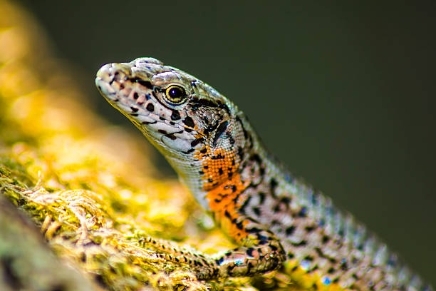 Portrait of a lizard (Zootoca vivipara) The viviparous lizard or common lizard, Zootoca vivipara (formerly Lacerta vivipara), is a Eurasian lizard. It lives farther north than any other reptile species, and most populations are viviparous (giving birth to live young), rather than laying eggs as most other lizards do. zootoca vivipara stock pictures, royalty-free photos & images