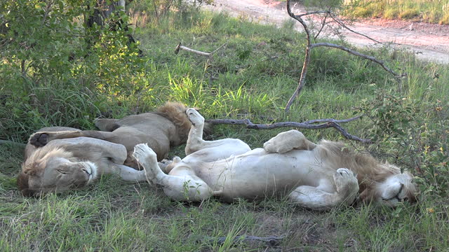 Two Lions Enjoying a Lazy Day in African Savannah