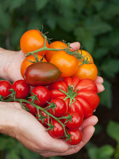 rich harvest hands full of tomatoes aromatisch stock pictures, royalty-free photos & images