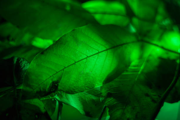 istock Green leaf. The leaf is illuminated by a beautiful light. 1809518061
