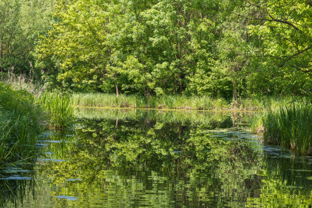 istock Beautiful forest landscape around the pond. Green trees. 1809520841