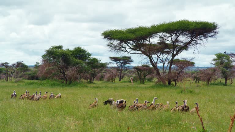 Slow motion shot of vulture landing on field. Birds of prey flock at wilderness area. View of wildlife reserve.