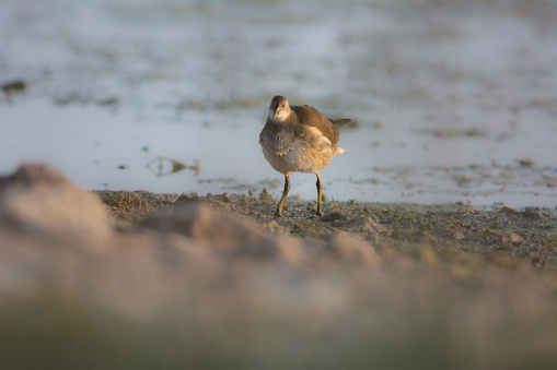 A young Gallinula chloropus stands vulnerable on the shore of the lake
