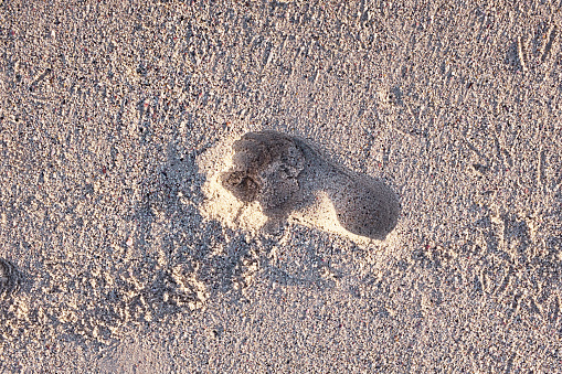 Footprint on a beach, with the tracks of sea birds around it in the sand.