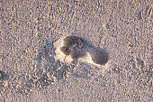 Single human footprint on a sandy beach, lit by slanting sunlight