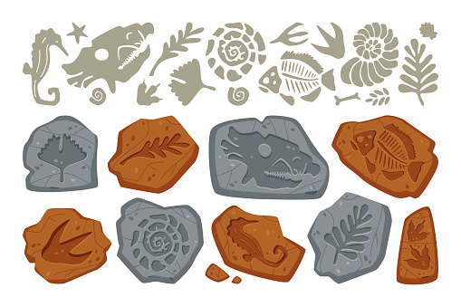 Fossil stone with dinosaur footprint, bone trace, leaf plant and fish imprint on rock, prehistoric seashell and different jurassic animal skeleton drawing pattern isolated vector illustration