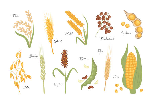 ilustrações de stock, clip art, desenhos animados e ícones de cereals seed grain agricultural plant spikelets ear isolated organic farm harvest set on white - soybean isolated seed white background