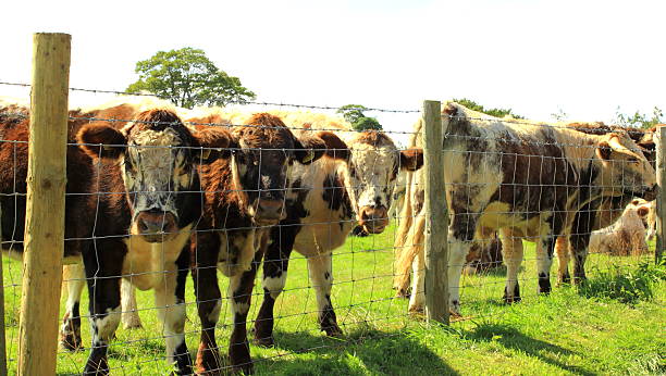 istock long horn herd by the fence 180953732