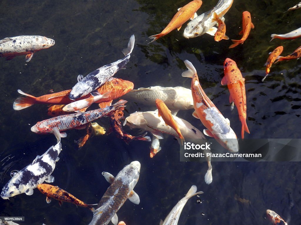 Shoal mit Koi-Karpfen - Lizenzfrei Aquatisches Lebewesen Stock-Foto