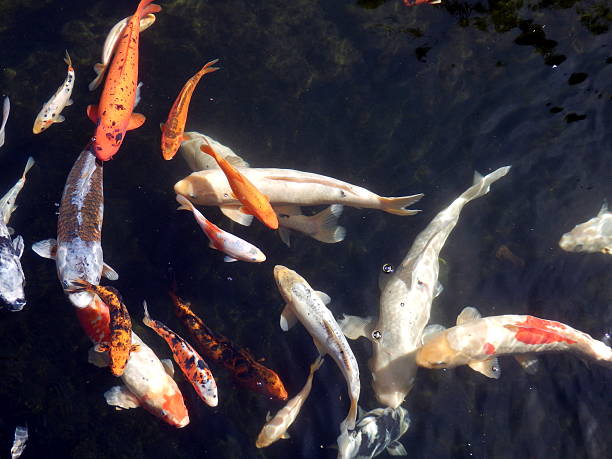 istock Shoal of Koi Carp 180953989