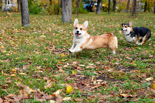 A close-up of two purebred Australian Shepherd dogs looking directly at the camera.