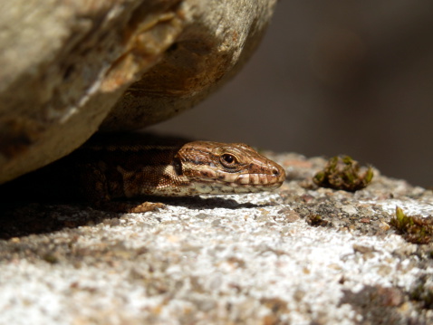 Common Lizard peeking out from under a stone