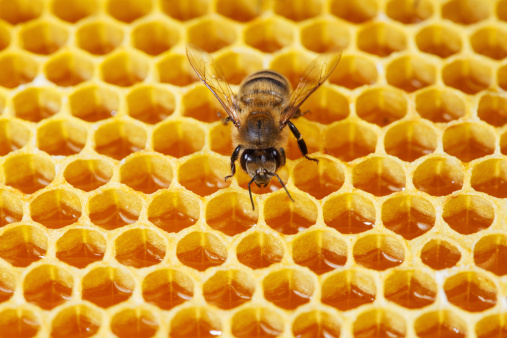 Bee works on hexagonal honeycombs