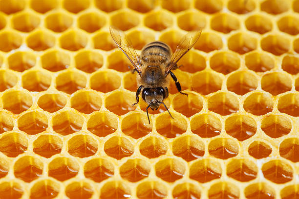 Bee stock photo