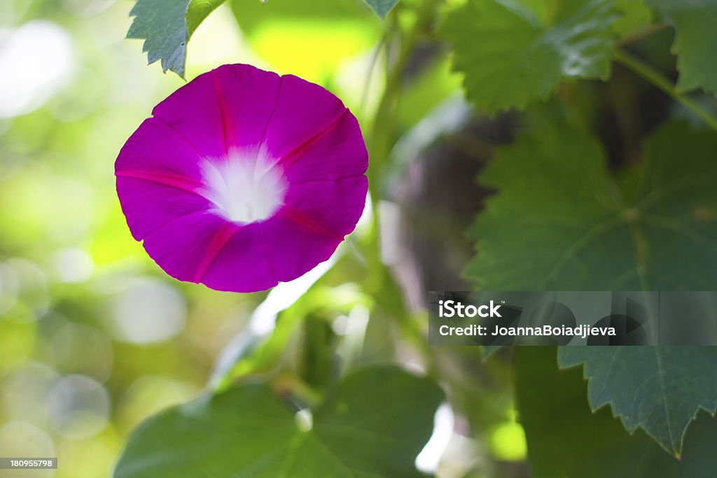 pink flower of Morning glory Beauty Stock Photo