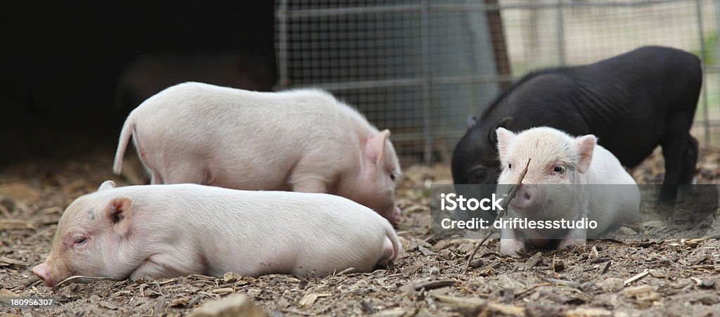 Leitões quatro bebê brincando na Caneta - Foto de stock de Porco royalty-free