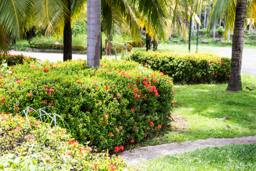 Ixora flower in garden