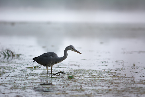 A Gray Heron hunts in the mud of the lake with a green colored floating waste can