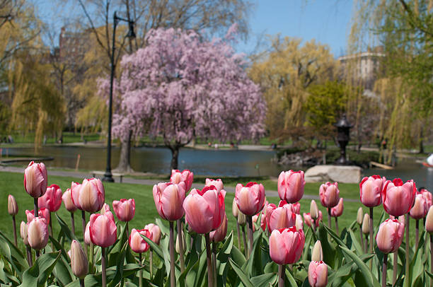 istock Boston garden with tulips 180956962