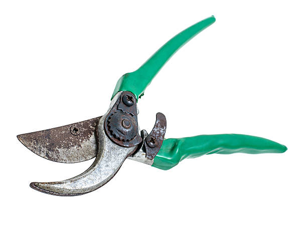 istock Old garden secateurs isolated 180957141