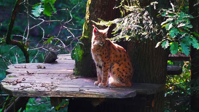 Stunning footage of a Eurasian lynx relaxing on perch amidst the treetops. Video was filmed during summer in Slovenia, Europe.