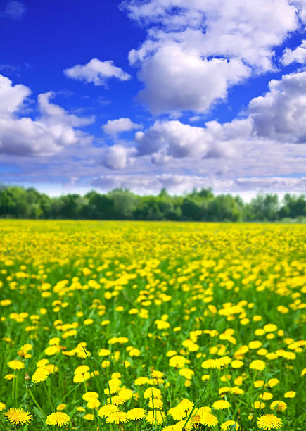 istock meadow in sunny summer day 180957270