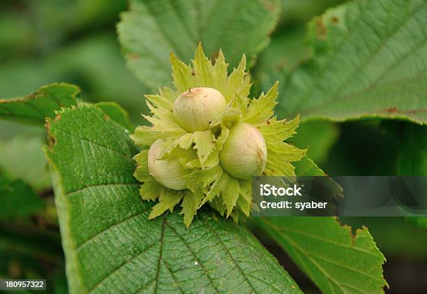 Hazelnuts Stock Photo - Download Image Now - Branch - Plant Part, Food, Fruit