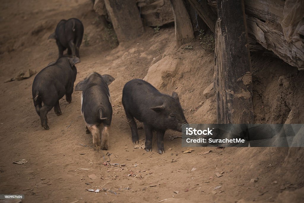 Black pig in the village Animal Stock Photo