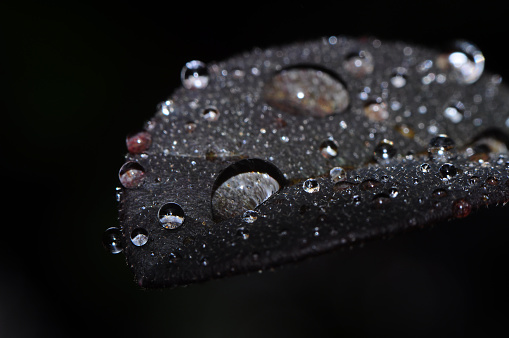 Morning dew on a leaf.
