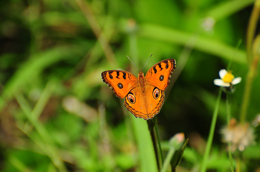 Orange color butterfly on green background.