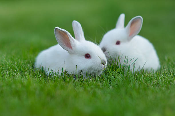istock Funny baby white rabbits in grass 180957730