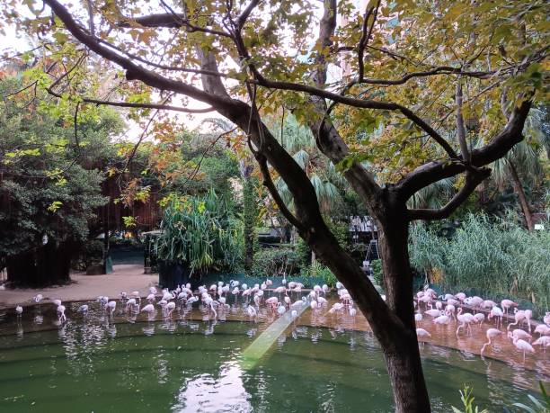 istock Greater flamingo in public park 1809577782
