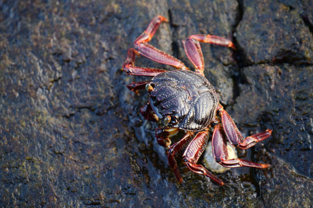 Crabs close up photography - captured at Galle Sri Lanka.