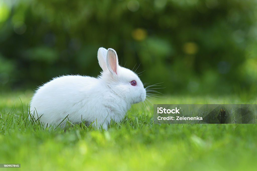 Funny baby white rabbit in grass Animal Stock Photo