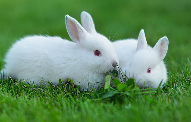 istock Funny baby white rabbits in grass 180957853