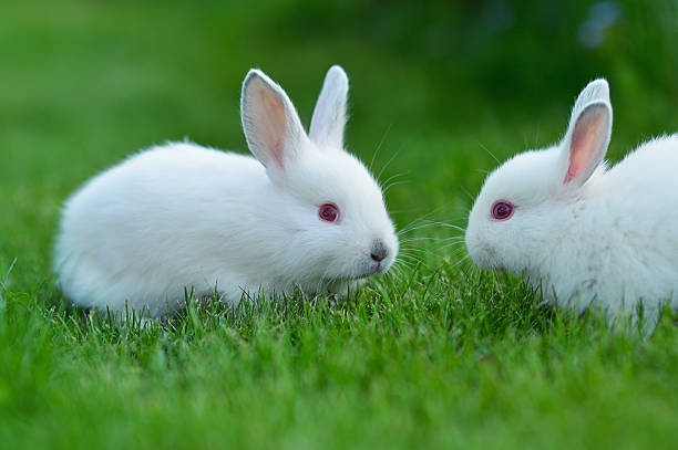 istock Funny baby white rabbits in grass 180958055