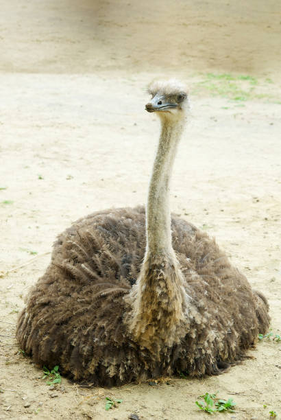 istock The brown ostrich bird is lying on the ground 1809580649