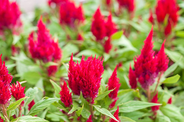 istock Beautiful field of red flower 180958850