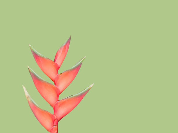 istock Green background with natural heliconia 1809591971