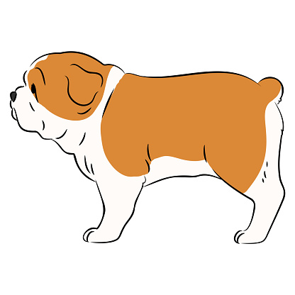 Simple and cute illustration of English Bulldog in side view with detailed lines