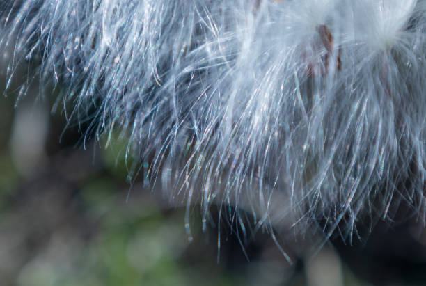 Close-up of sunlit milkweed seed