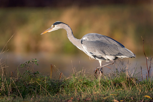 Grey heron has an eye on something to eat swimming in the pond