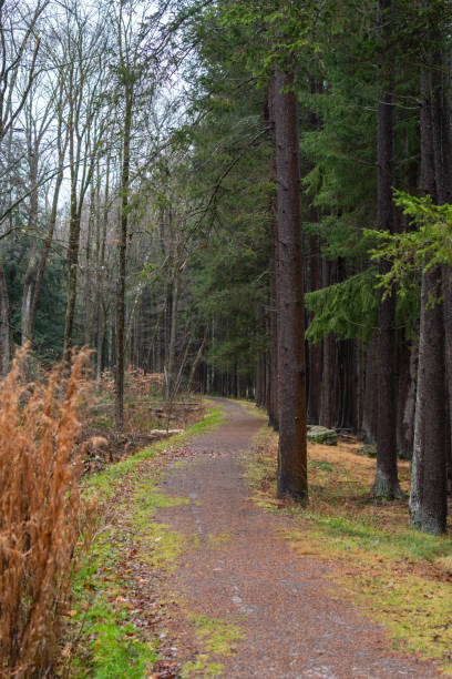 istock overcast rainy day fresh forest winter bad weather 1809604723