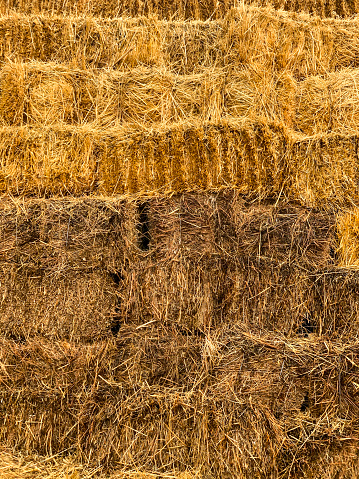 Neatly organized rows of hay bundles grace the historic farmstead, presenting a visually captivating and structured tableau that highlights the area's rich agricultural history.