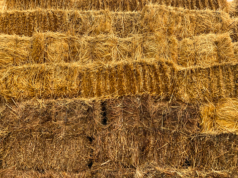 Rows of meticulously arranged hay bundles create a visually appealing and organized pattern on the farmstead, showcasing the agricultural heritage in a structured display.