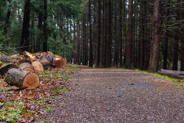 istock Cut down trees forest maintenance winter bad weather 1809610983