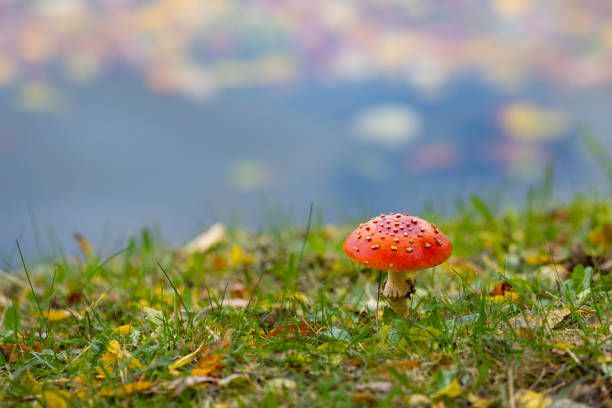 istock Amanita muscaria or 