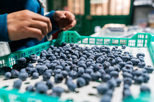 Close-up on an employee doing quality control at a blueberries factory