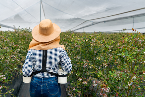 Rear view of a farm worker harvesting blueberries in a greenhouse - agiculture concepts