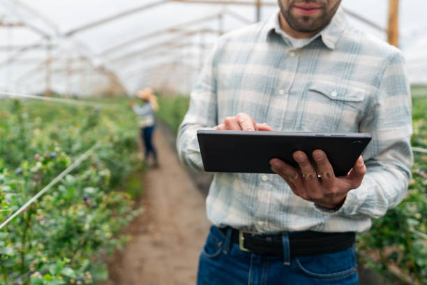 istock Business manager working at a blueberry farm using a digital tablet 1809624431